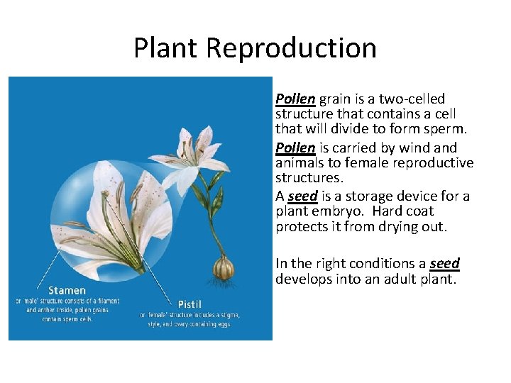 Plant Reproduction • Pollen grain is a two-celled structure that contains a cell that