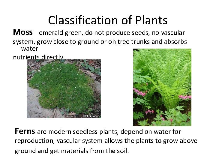 Moss Classification of Plants emerald green, do not produce seeds, no vascular system, grow