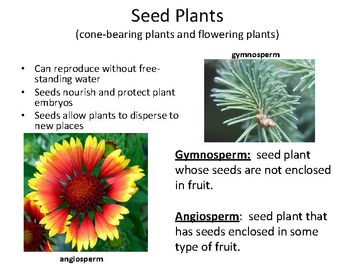 Seed Plants (cone-bearing plants and flowering plants) gymnosperm • Can reproduce without freestanding water
