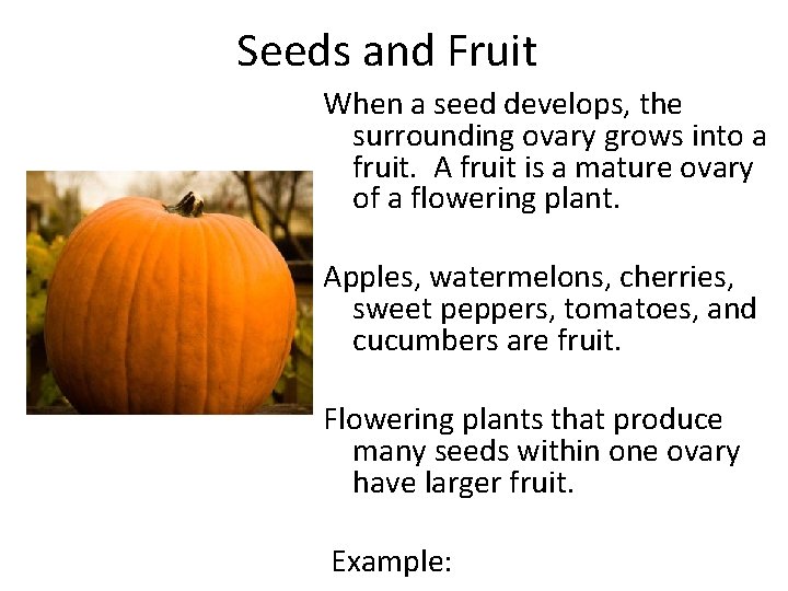 Seeds and Fruit When a seed develops, the surrounding ovary grows into a fruit.