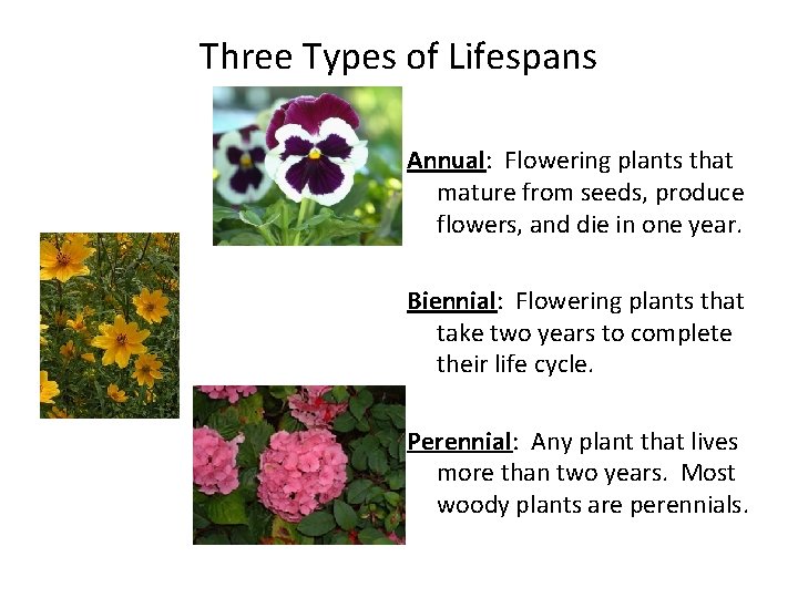 Three Types of Lifespans Annual: Flowering plants that mature from seeds, produce flowers, and