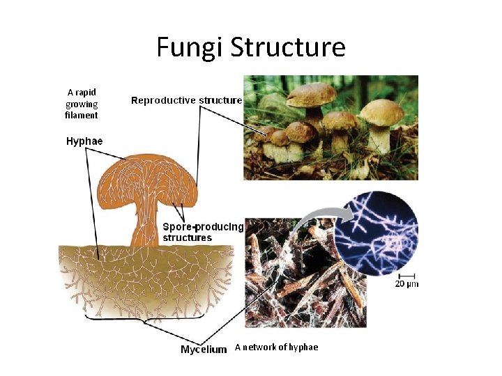 Fungi Structure A rapid growing filament A network of hyphae 