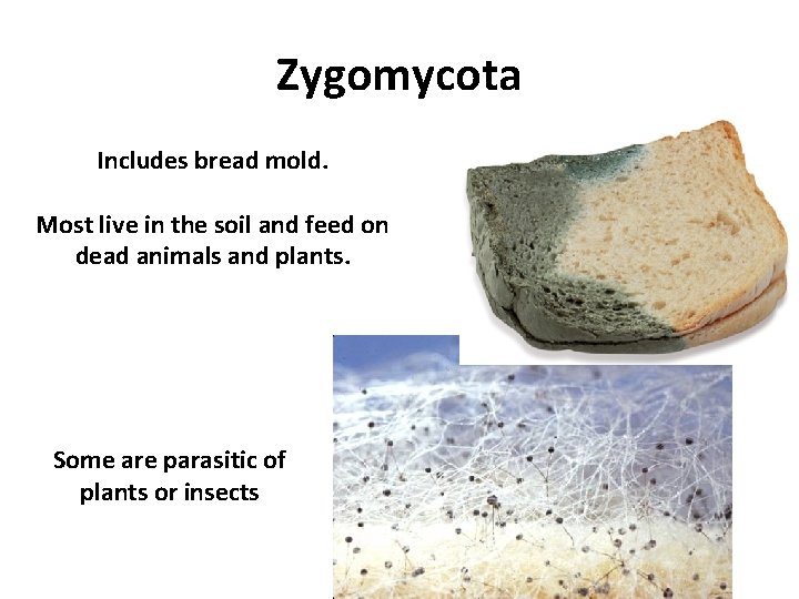 Zygomycota Includes bread mold. Most live in the soil and feed on dead animals