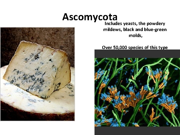 Ascomycota Includes yeasts, the powdery mildews, black and blue-green molds, Over 50, 000 species