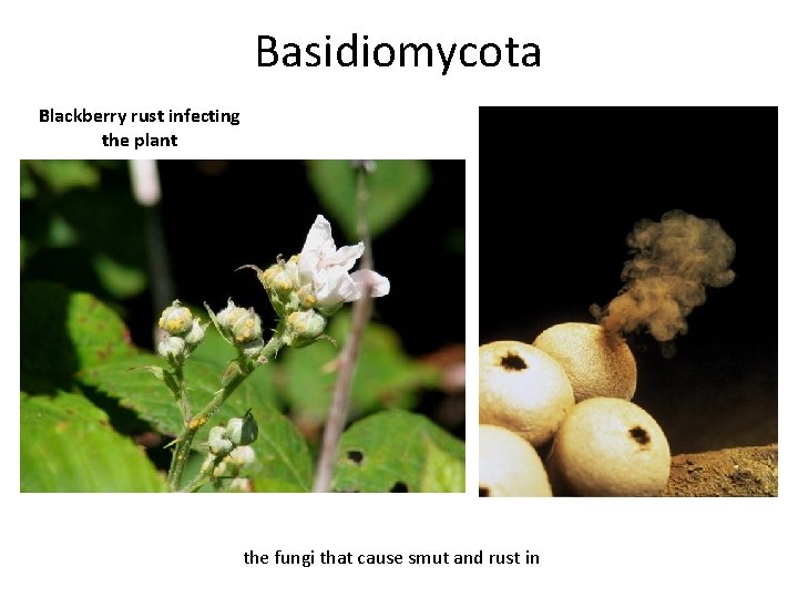 Basidiomycota Blackberry rust infecting the plant Includes mushrooms, puffballs, pore fungi, and the fungi