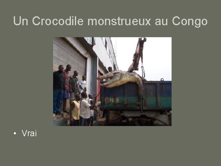 Un Crocodile monstrueux au Congo • Vrai 