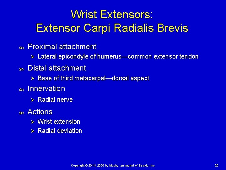Wrist Extensors: Extensor Carpi Radialis Brevis Proximal attachment Ø Distal attachment Ø Base of