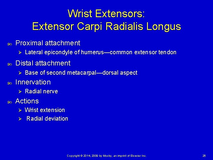 Wrist Extensors: Extensor Carpi Radialis Longus Proximal attachment Ø Distal attachment Ø Base of