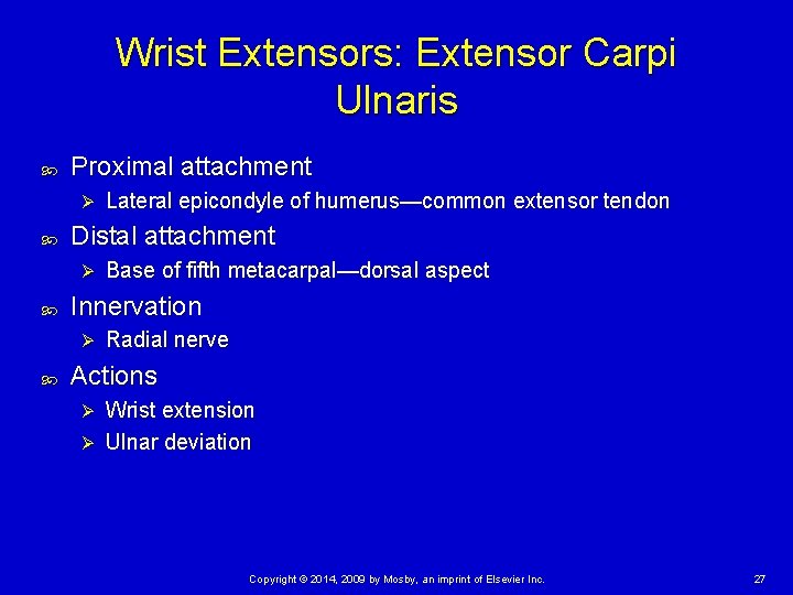 Wrist Extensors: Extensor Carpi Ulnaris Proximal attachment Ø Distal attachment Ø Base of fifth
