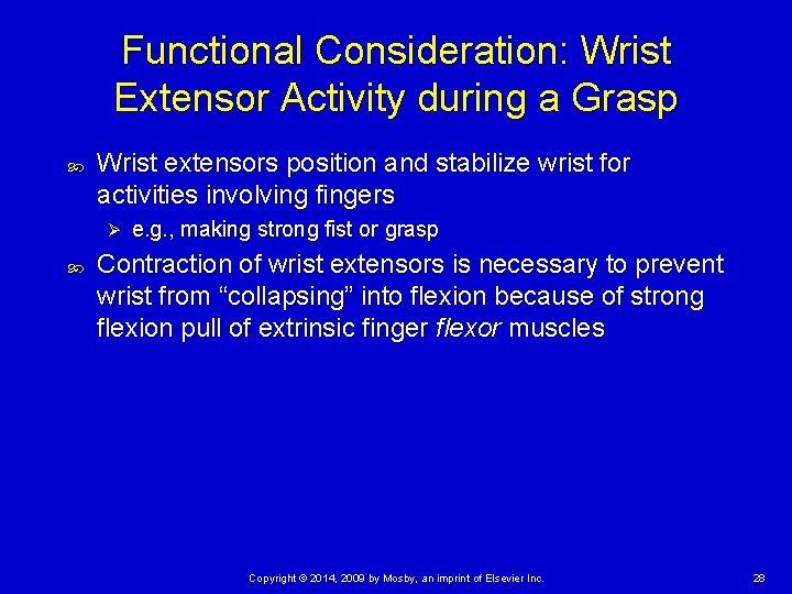 Functional Consideration: Wrist Extensor Activity during a Grasp Wrist extensors position and stabilize wrist