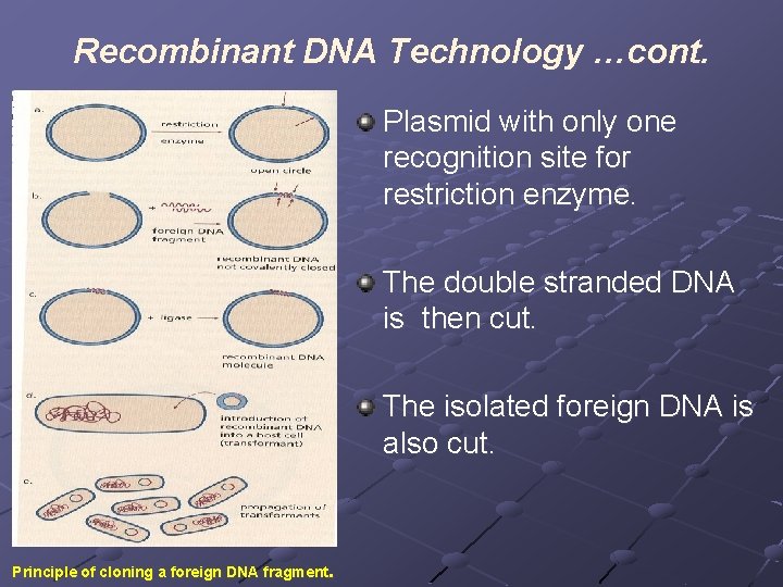 Recombinant DNA Technology …cont. Plasmid with only one recognition site for restriction enzyme. The