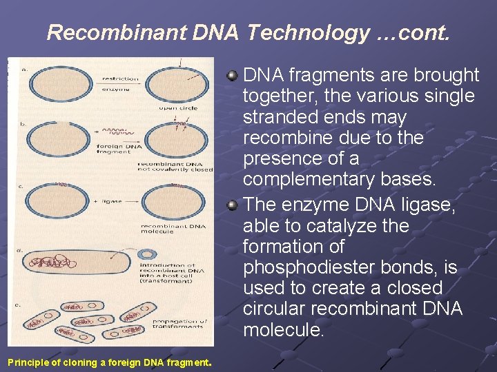 Recombinant DNA Technology …cont. DNA fragments are brought together, the various single stranded ends
