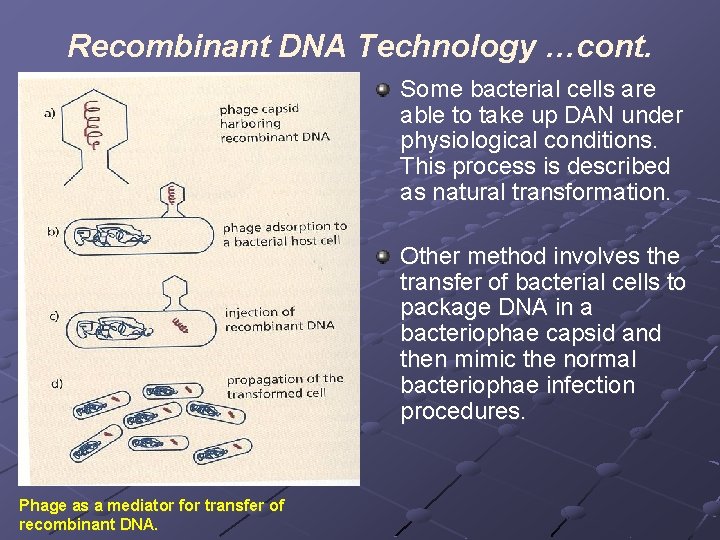 Recombinant DNA Technology …cont. Some bacterial cells are able to take up DAN under