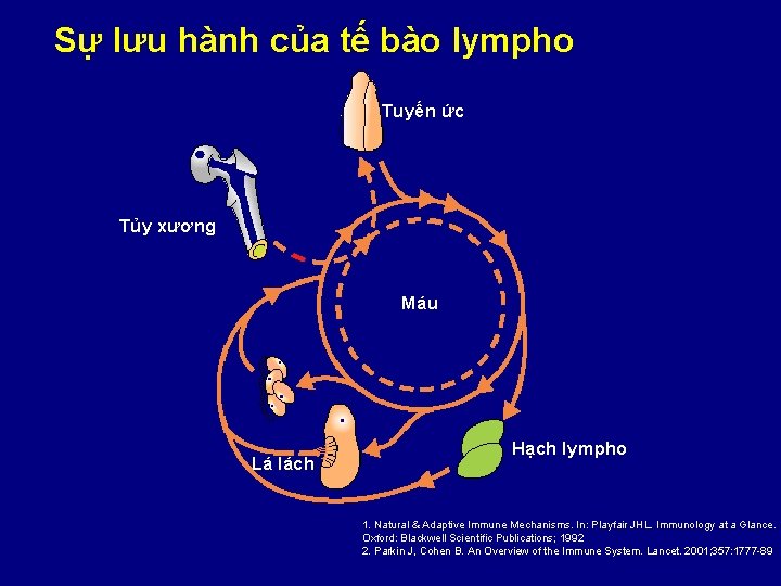 Sự lưu hành của tế bào lympho Tuyến ức Tủy xương Máu Lá lách