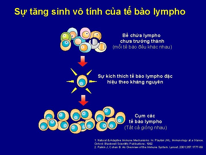 Sự tăng sinh vô tính của tế bào lympho Bể chứa lympho chưa trưởng