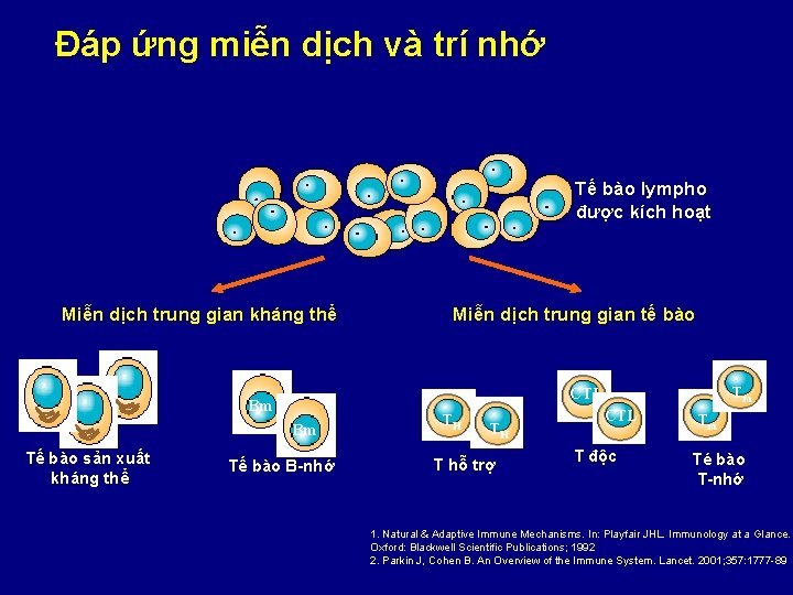 Đáp ứng miễn dịch và trí nhớ Tế bào lympho được kích hoạt Miễn