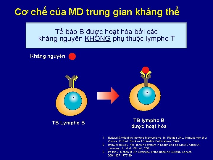 Cơ chế của MD trung gian kháng thể Tế bào B được hoạt hóa