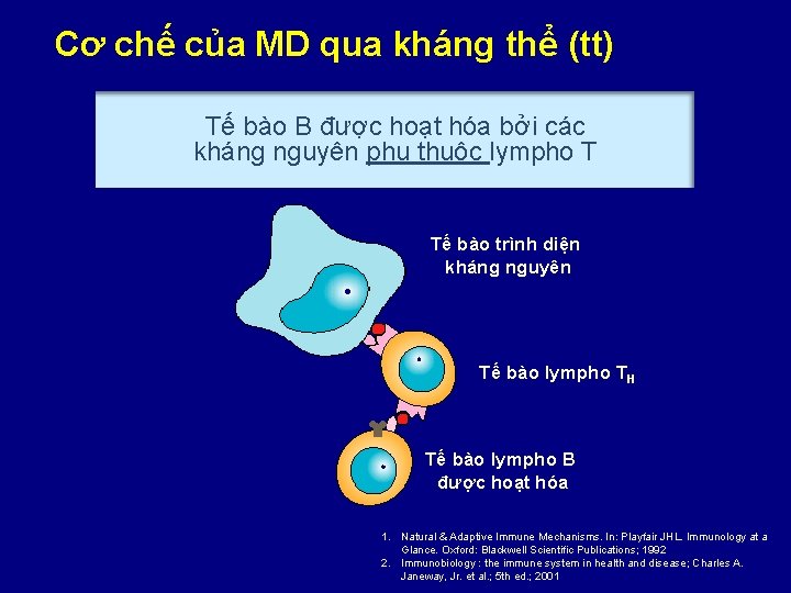 Cơ chế của MD qua kháng thể (tt) Tế bào B được hoạt hóa