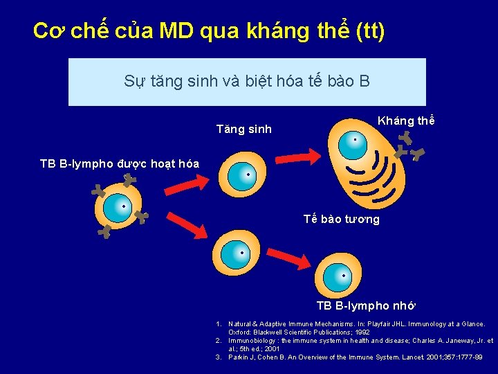 Cơ chế của MD qua kháng thể (tt) Sự tăng sinh và biệt hóa