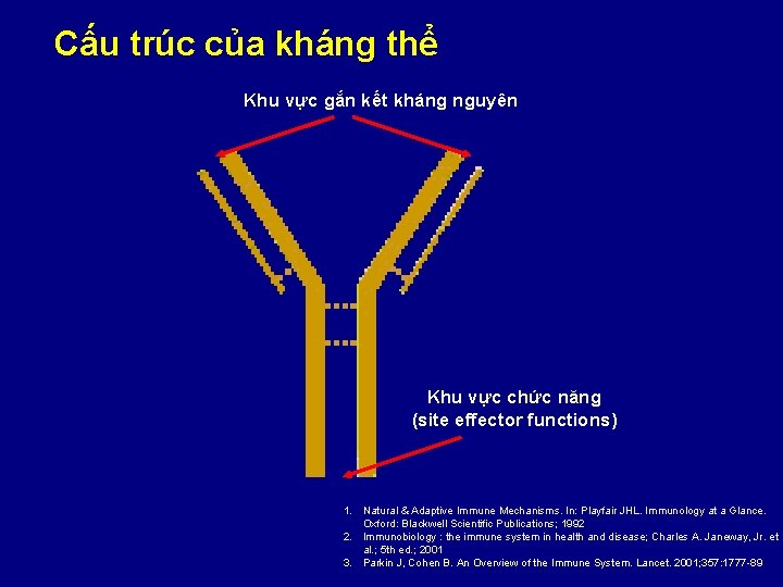 Cấu trúc của kháng thể Khu vực gắn kết kháng nguyên Khu vực chức