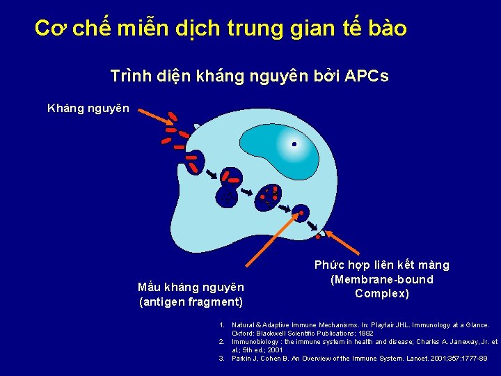 Cơ chế miễn dịch trung gian tế bào Trình diện kháng nguyên bởi APCs