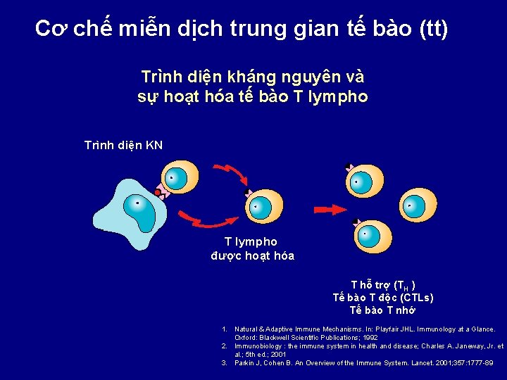 Cơ chế miễn dịch trung gian tế bào (tt) Trình diện kháng nguyên và