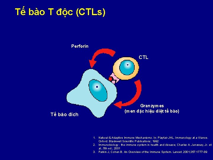 Tế bào T độc (CTLs) Perforin CTL Tế bào đích Granzymes (men đặc hiệu