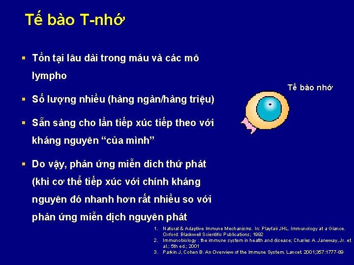 Tế bào T-nhớ § Tồn tại lâu dài trong máu và các mô lympho