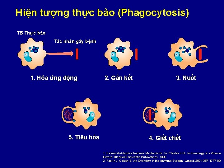 Hiện tượng thực bào (Phagocytosis) TB Thực bào Tác nhân gây bệnh 1. Hóa