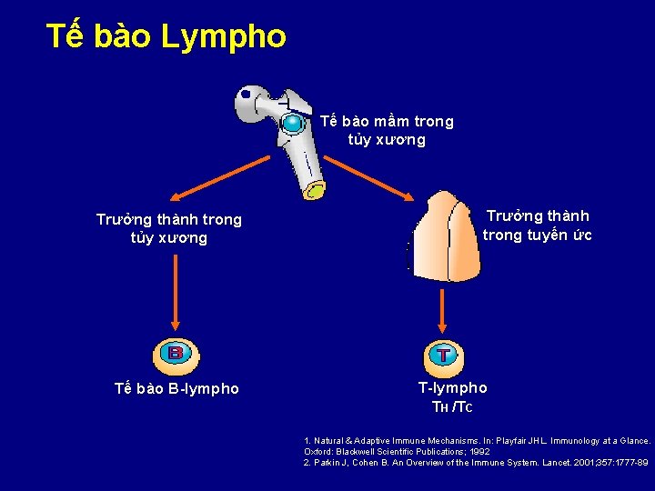 Tế bào Lympho Tế bào mầm trong tủy xương Trưởng thành trong tủy xương