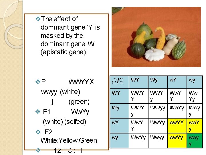  The effect of dominant gene ’Y’ is masked by the dominant gene ’W’