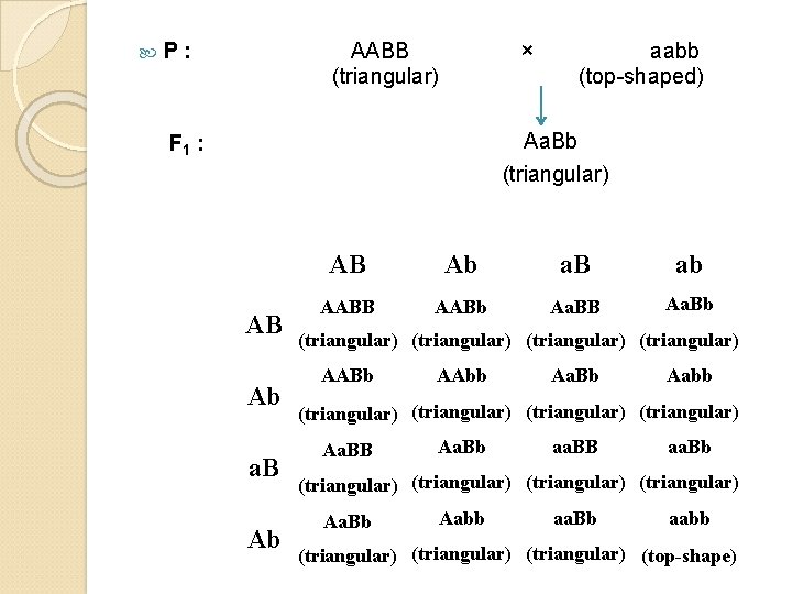  P: AABB (triangular) × aabb (top-shaped) Aa. Bb (triangular) F 1 : AB