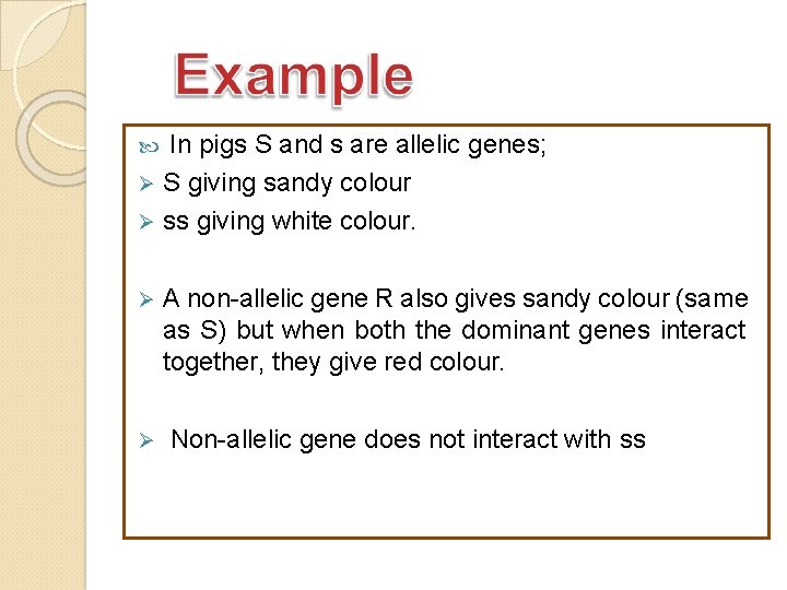 In pigs S and s are allelic genes; S giving sandy colour ss giving