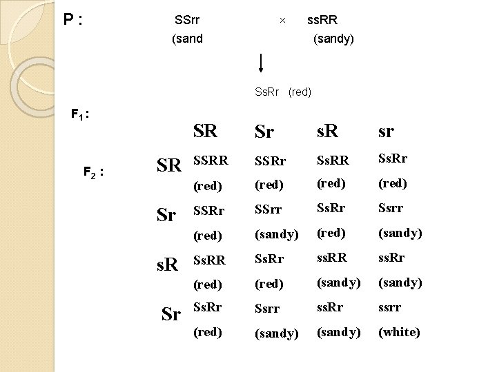 P: SSrr (sand × ss. RR (sandy) Ss. Rr (red) F 1 : F