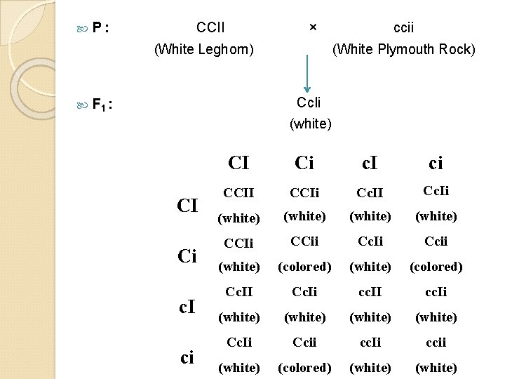  P: × CCII (White Leghorn) ccii (White Plymouth Rock) Cc. Ii F 1