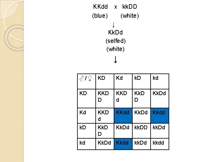 KKdd x kk. DD (blue) (white) ↓ Kk. Dd (selfed) (white) ↓ ♂ /