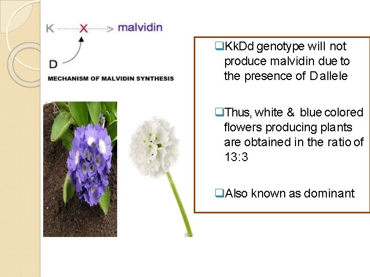  Kk. Dd genotype will not produce malvidin due to the presence of D