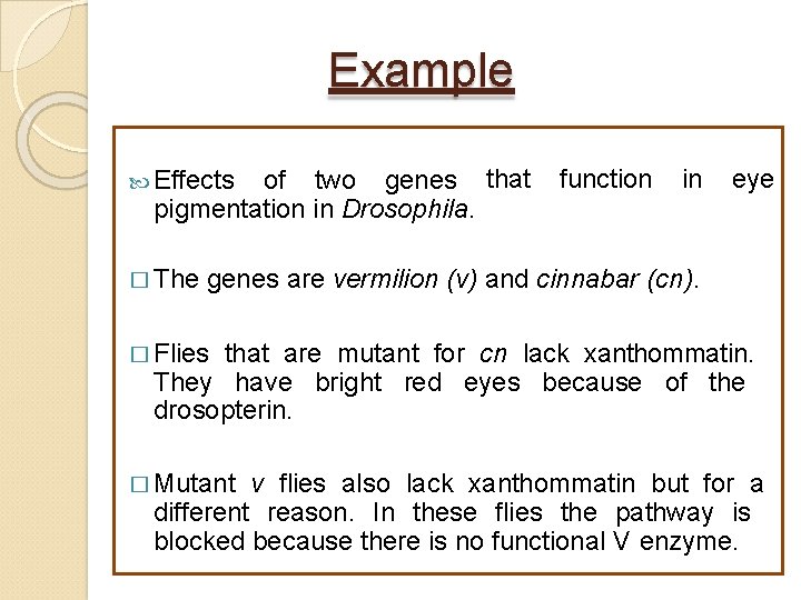 Example of two genes that pigmentation in Drosophila. Effects � The function in eye