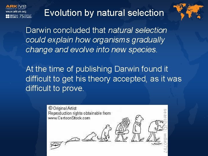 Evolution by natural selection Darwin concluded that natural selection could explain how organisms gradually Evolution by natural selection Darwin concluded that natural selection could explain how organisms gradually