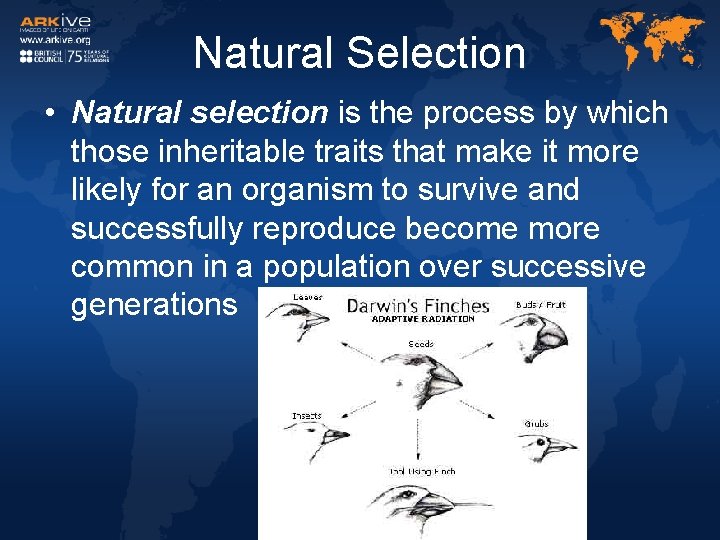 Natural Selection • Natural selection is the process by which those inheritable traits that