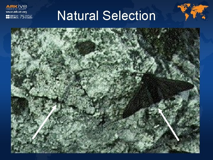 Natural Selection Natural Selection