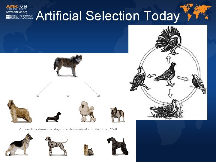 Artificial Selection Today 