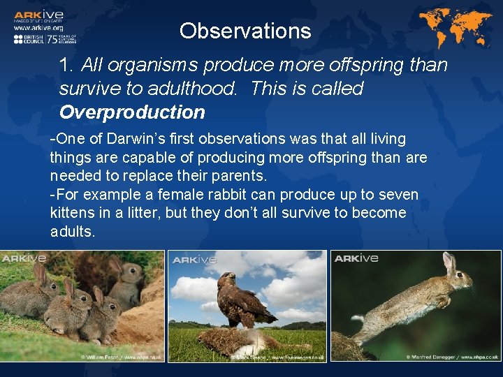 Observations 1. All organisms produce more offspring than survive to adulthood. This is called Observations 1. All organisms produce more offspring than survive to adulthood. This is called