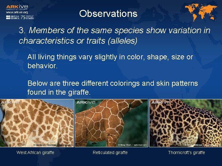 Observations 3. Members of the same species show variation in characteristics or traits (alleles)