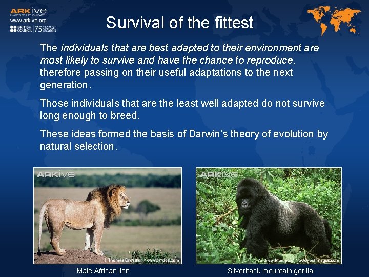 Survival of the fittest The individuals that are best adapted to their environment are Survival of the fittest The individuals that are best adapted to their environment are