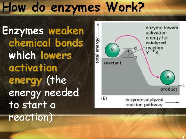How do enzymes Work? Enzymes weaken chemical bonds which lowers activation energy (the energy