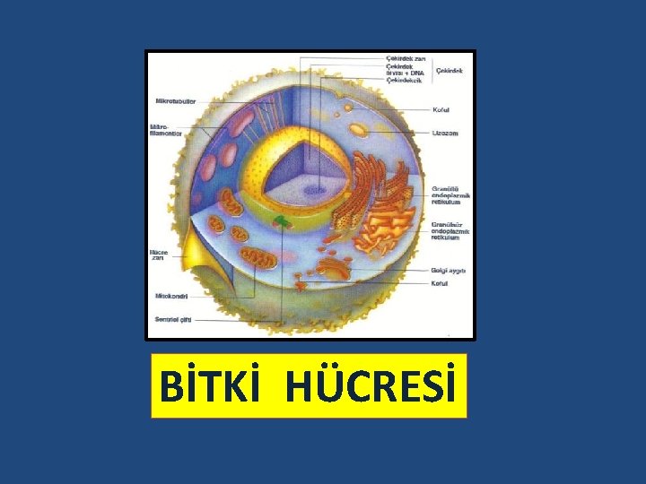 BİTKİ HÜCRESİ 