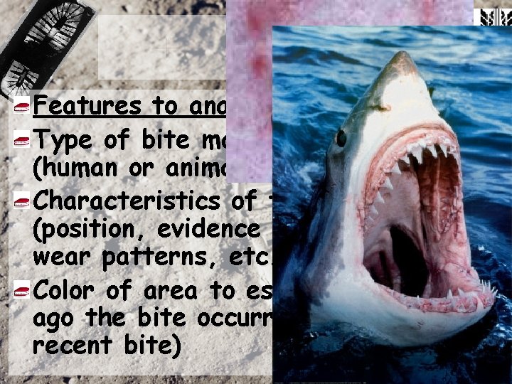 Features to analyze: Type of bite mark (human or animal) Characteristics of the teeth Features to analyze: Type of bite mark (human or animal) Characteristics of the teeth