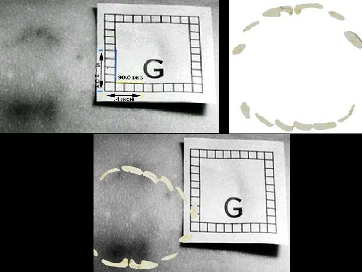 Mr. Mc. Niff Mr. Mc. Niff