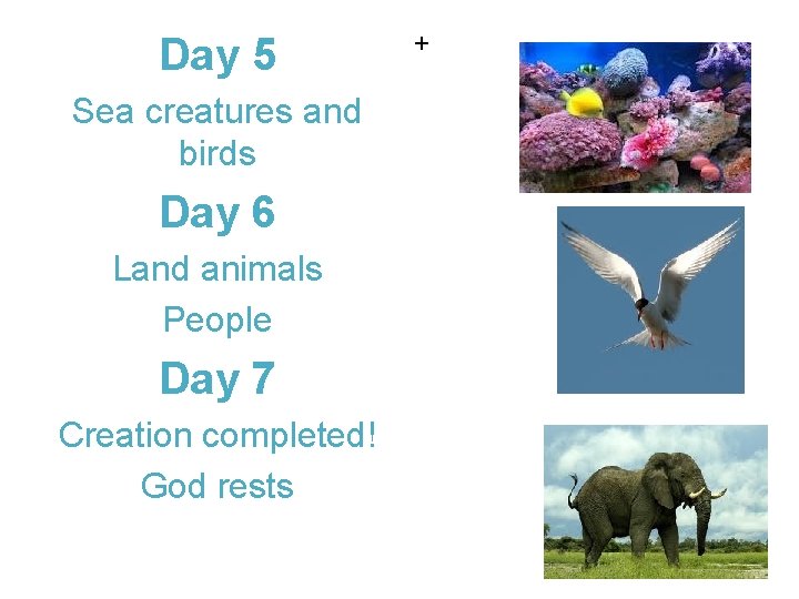 Day 5 Sea creatures and birds Day 6 Land animals People Day 7 Creation